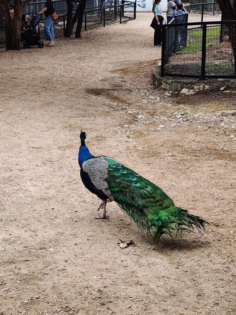 Family Adventure: Austin Zoo Wildlife Quest at Austin Zoo